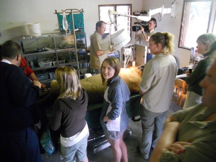 hoedspruit volunteer at lion surgery