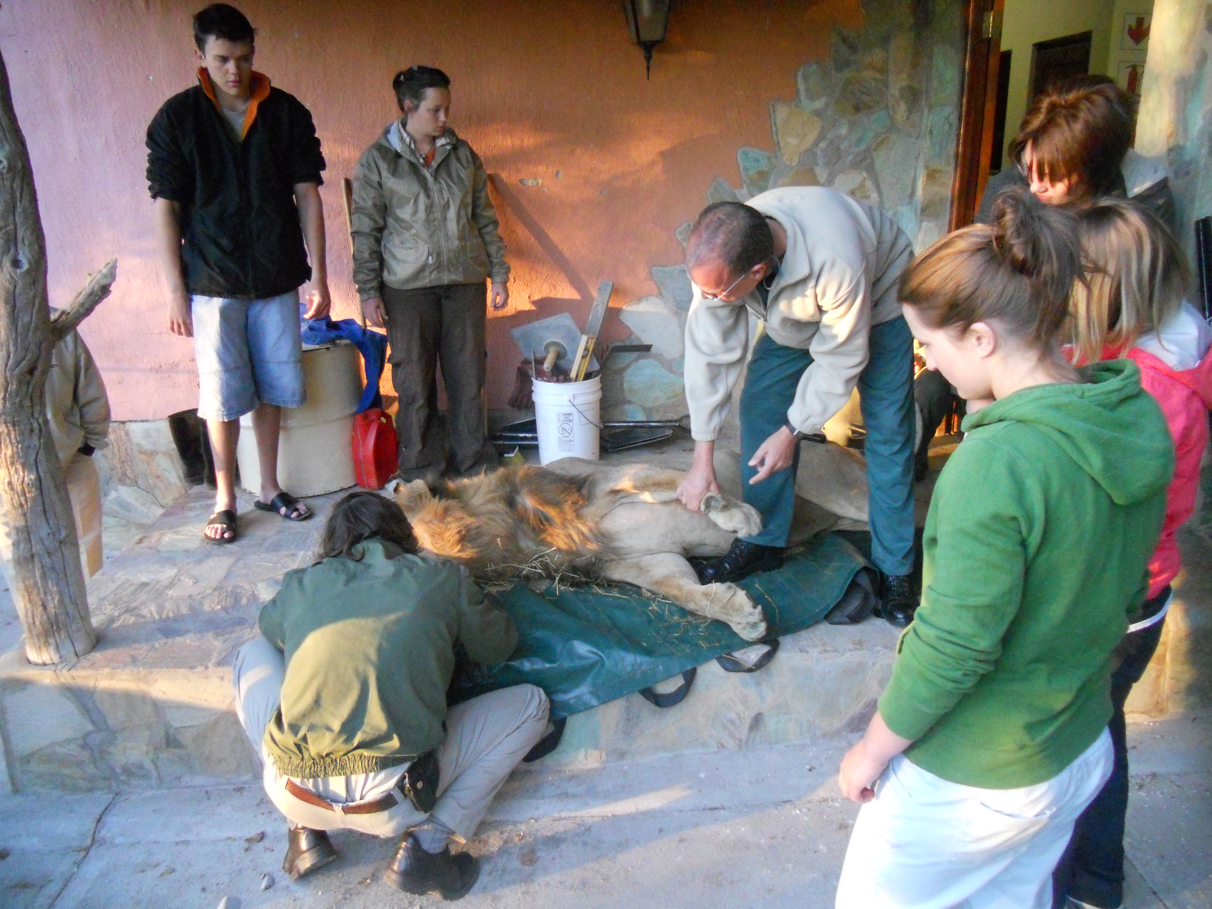 hoedspruit volunteers with lion