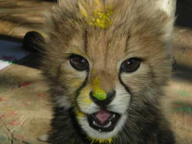 cheetah cub painting