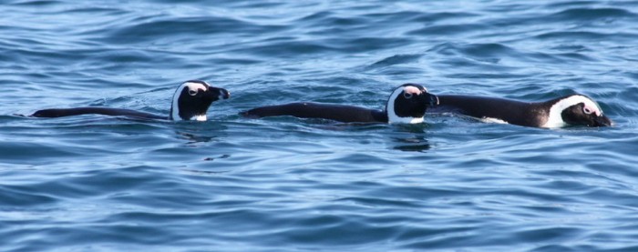 magic moment penguins