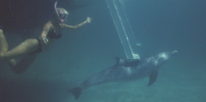 swimming with dolphin