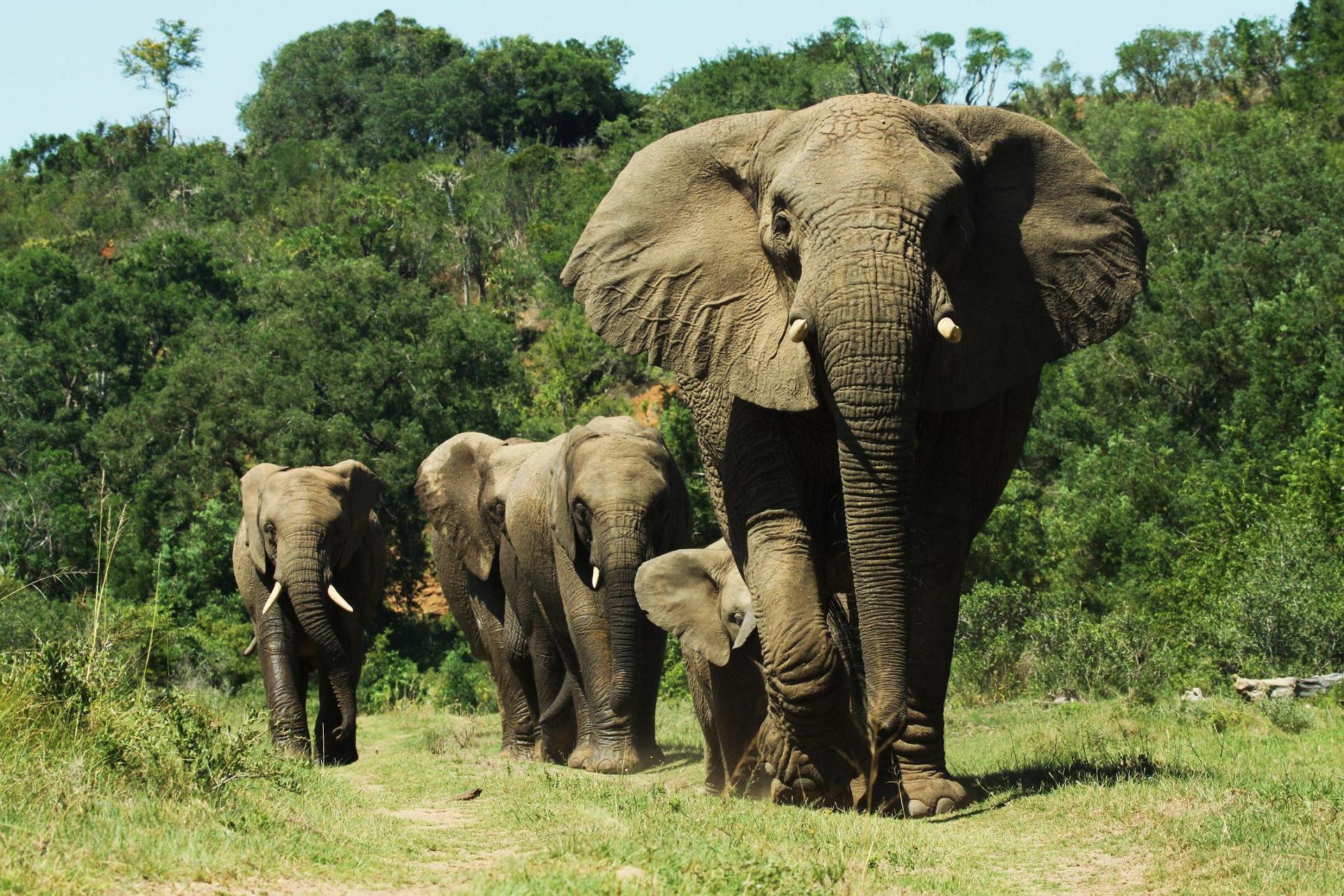 A truly incredible sight of a group of elephants walking across the plains of South Africa