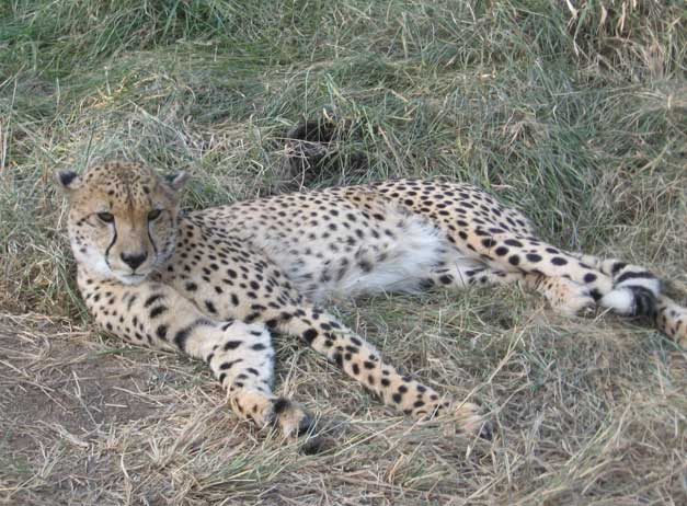 A furry cheetah having a lay down at the hoedspruit endangered species centre