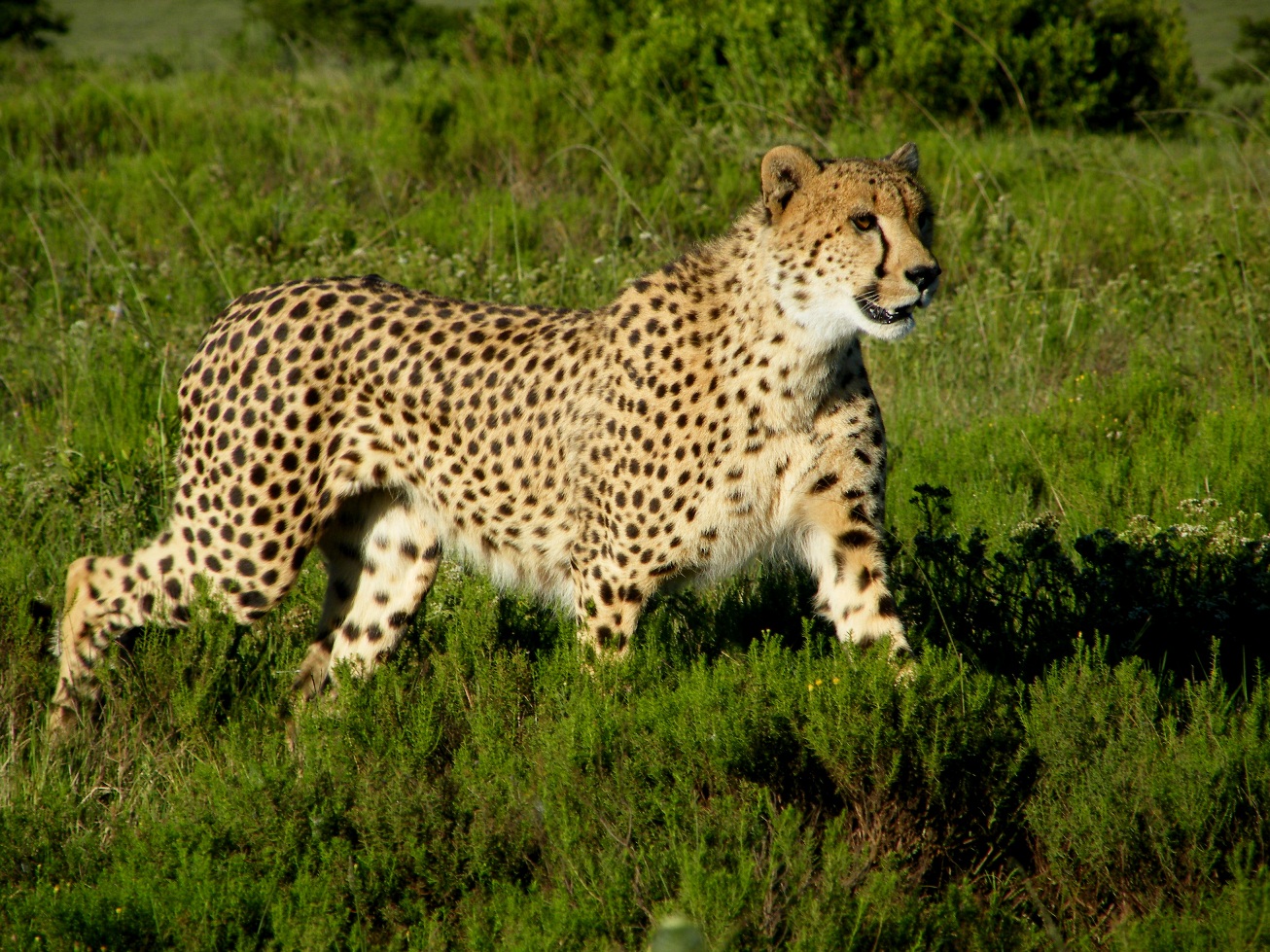 A majestic cheetah watches on, potentially scouting for food