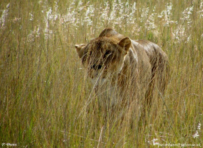 split-lioness