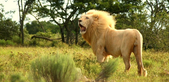 One of the most amazing sights in South Africa, a white lion roaring on the Pumba Game Reserve