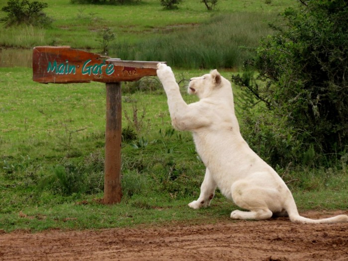 The beautiful white lioness of Pumba game reserve attempts to adjust a sign