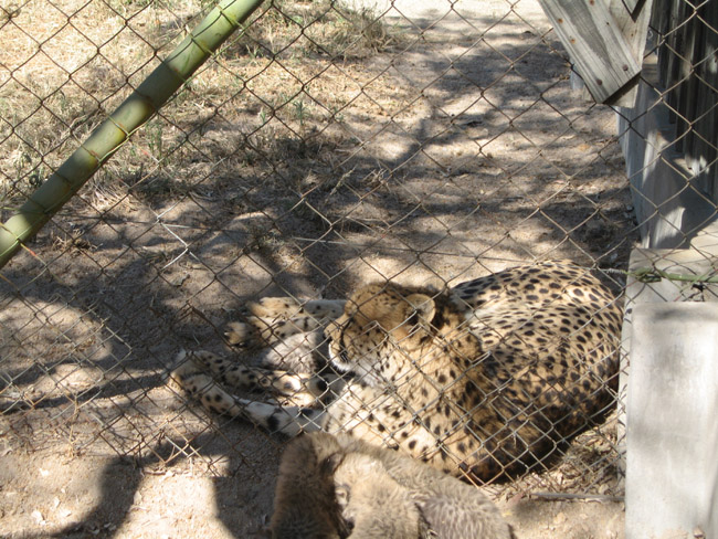 3-Salome-with-Theas-cubs-at-fence