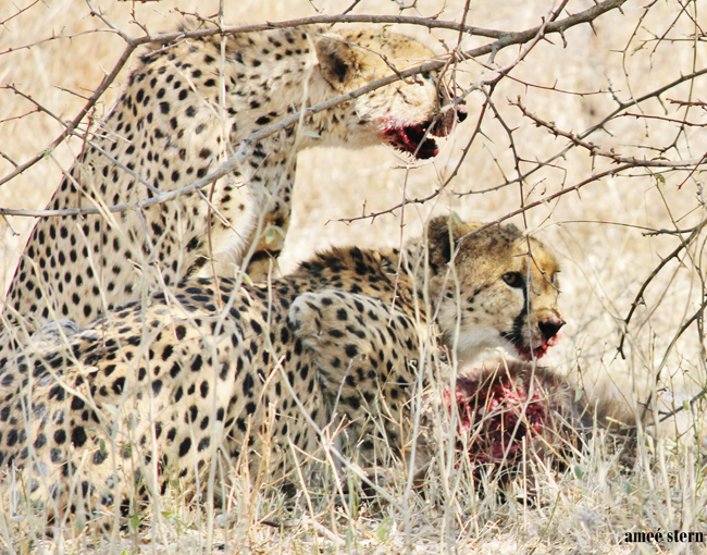 Cheetah males feast on their prey, its blood smeared around their faces