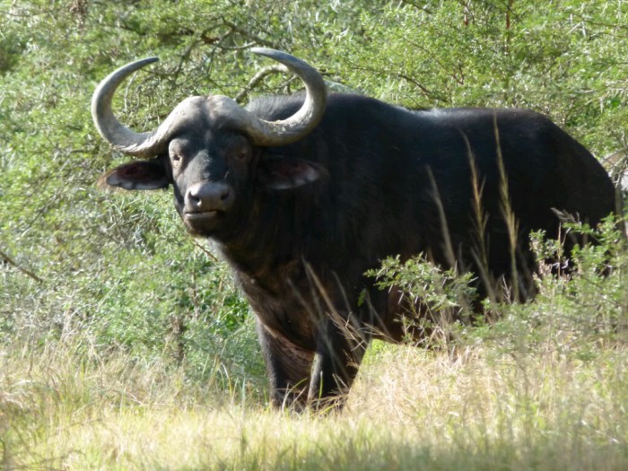 A buffalo observes our photographer