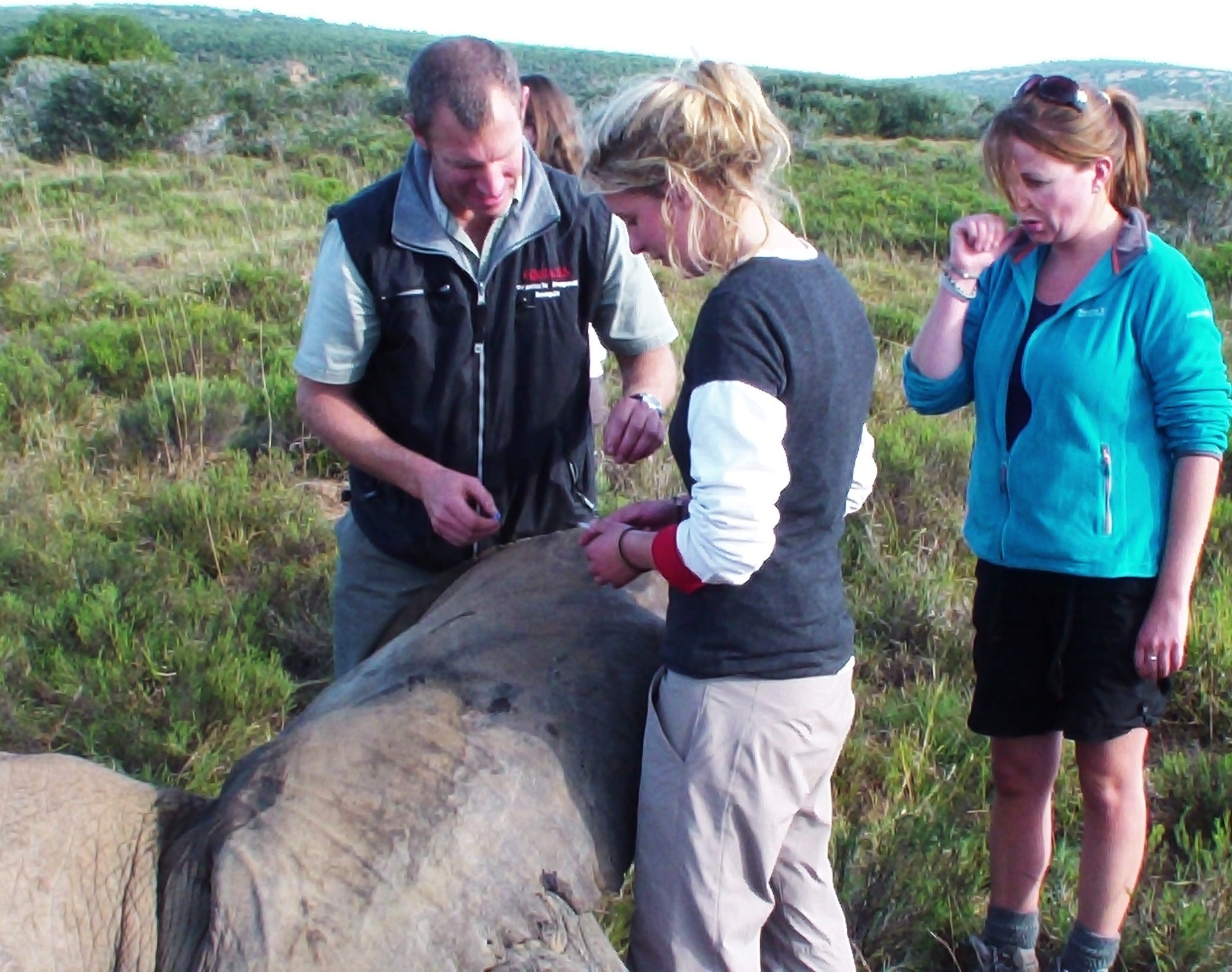 volunteer treating a poorly elephant