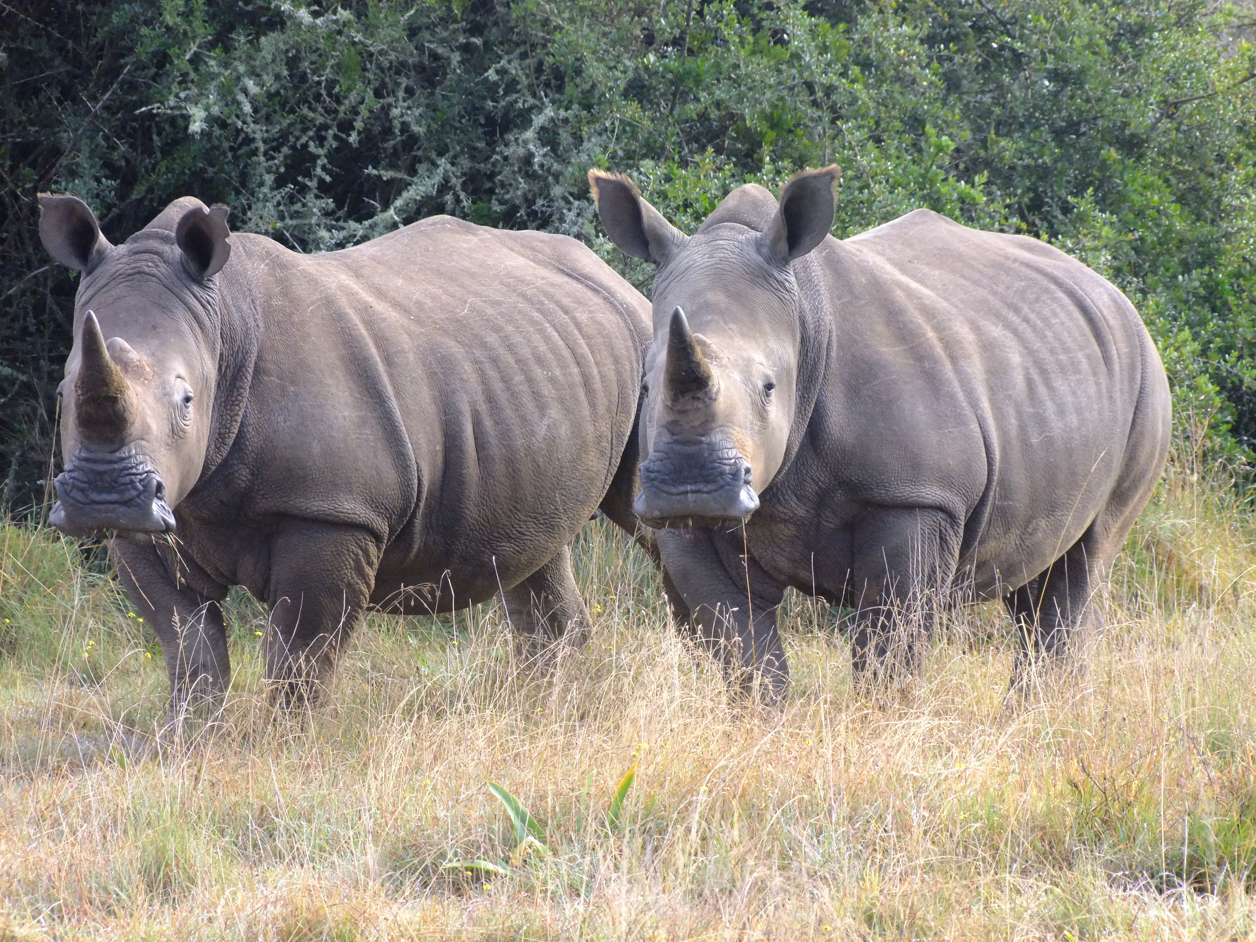 Two rhinos enjoying their graze at the Shamwari Conservation Experience