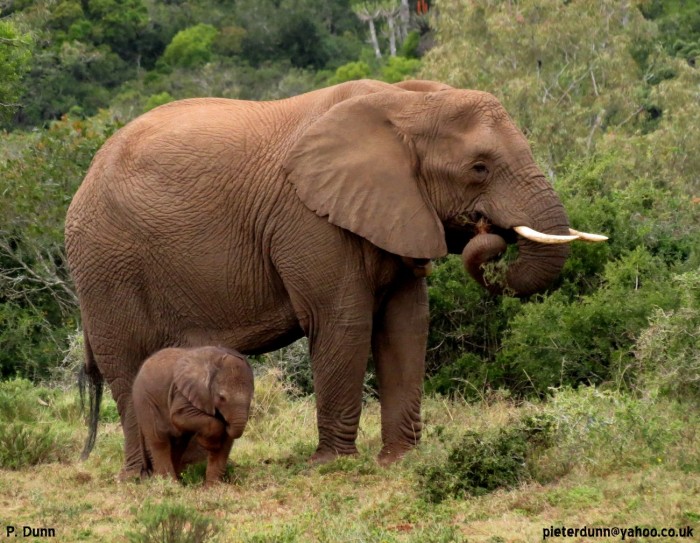 An elephant and its offspring enjoy a snack at the Pumba Game Reserve