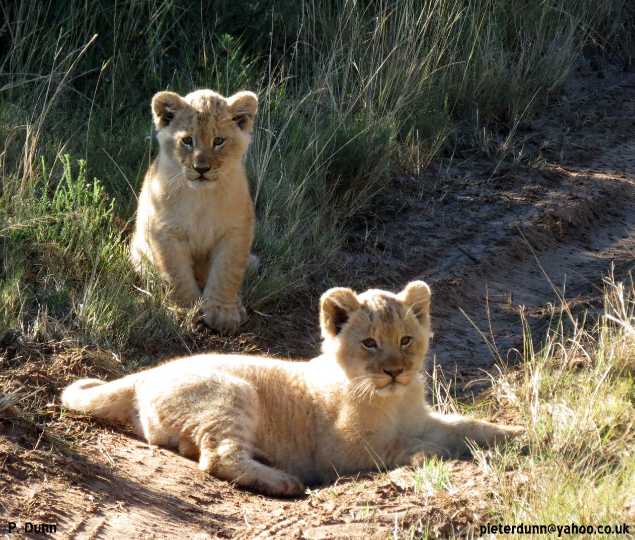 two lion cubs soaking up the sunshine in the middle of tyre tracks at the pumba game reserve