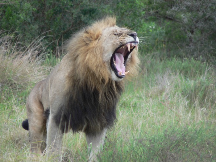 A magnificent lion roars at the Kariega Conservation Project