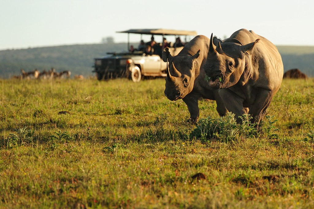 Two rhinos charging in Shamwari