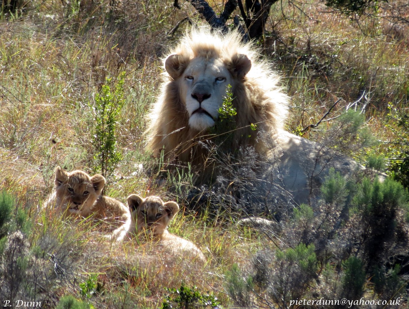A white lion and its cubs sit in the overgrowth on the Pumba reserve