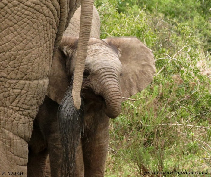 A baby elephant hiding behind his mother