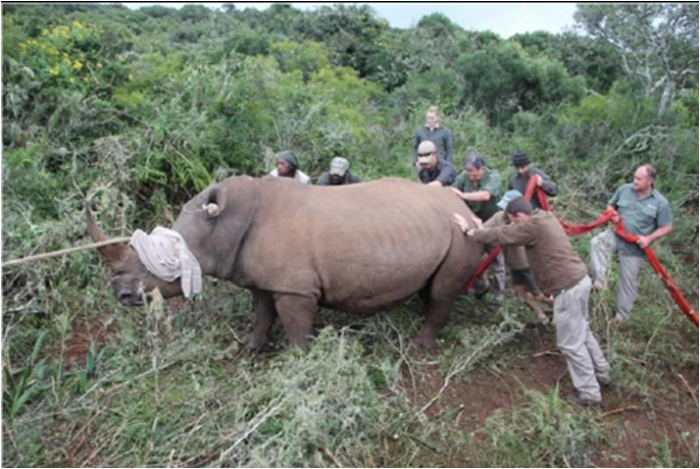 volunteers working to try and move a particularly large rhino