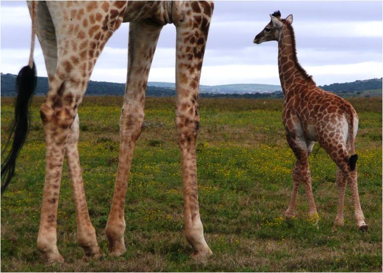 A baby giraffe standing closely to its mother at the Shamwari game reserve