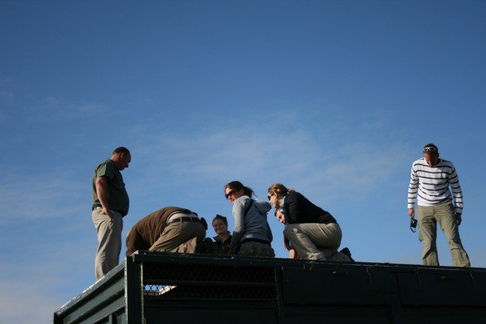 volunteers stand atop an animal transportation vehicle on the shamwari conservation experience