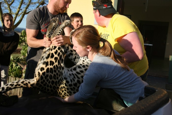 volunteers transport a leopard at the shamwari conservation experience
