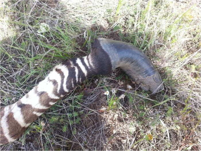 A zebra hoof that required some treatment from the vets