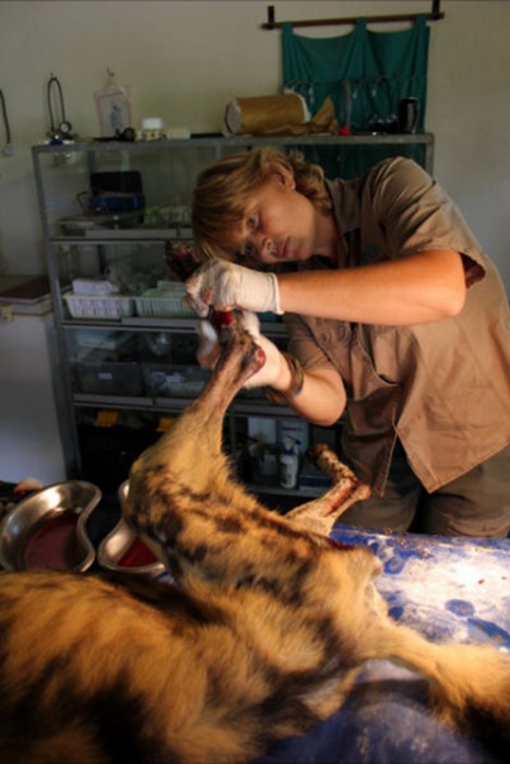 Dr Rogers treats a wild dog that caught its foot in a snare