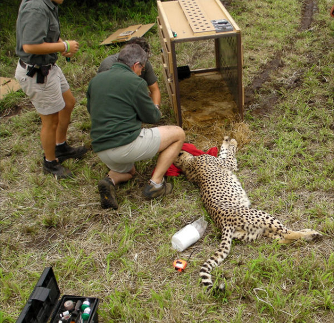 volunteers treat a poorly cheetah