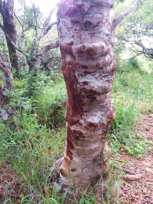 A tree used as a scratching post in South Africa