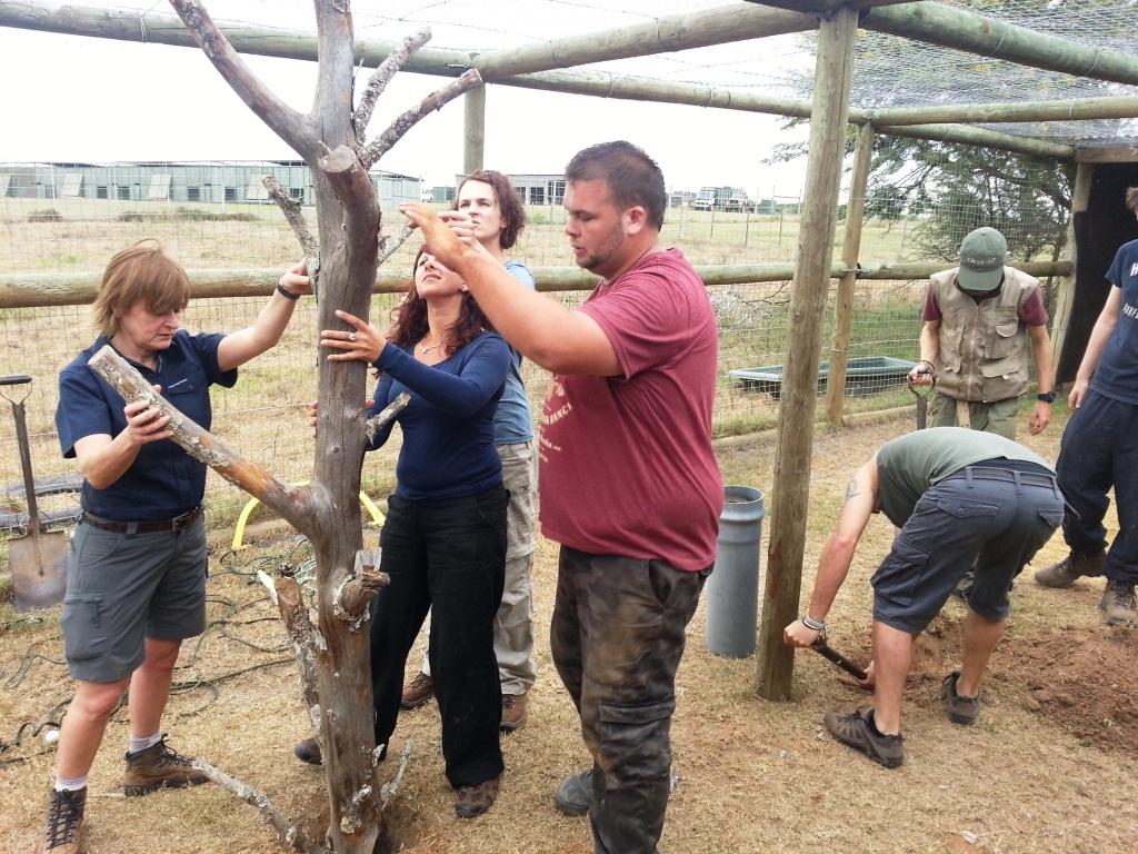 volunteers assemble a tree in an enclosure for the Caracals