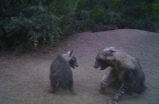 Two brown hyenas have a stand off, snarling at eachother at the Shamwari Game Reserve