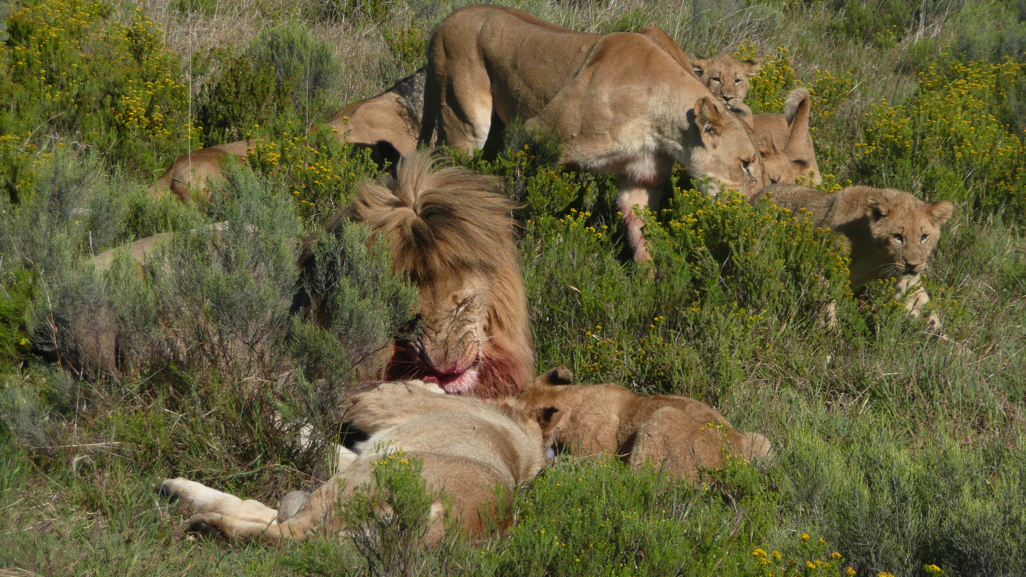 A pride of lions feast on their kill for the day at the Shamwari Conservation Experience