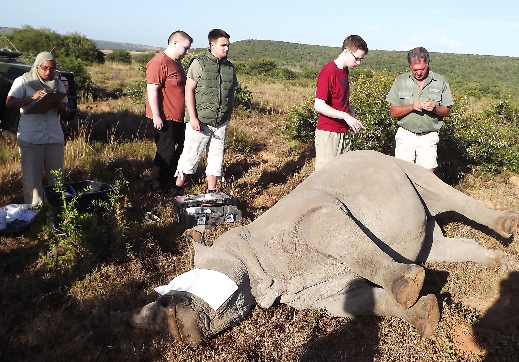 volunteers at the Shamwari game reserve look on at a white rhino requiring treatment