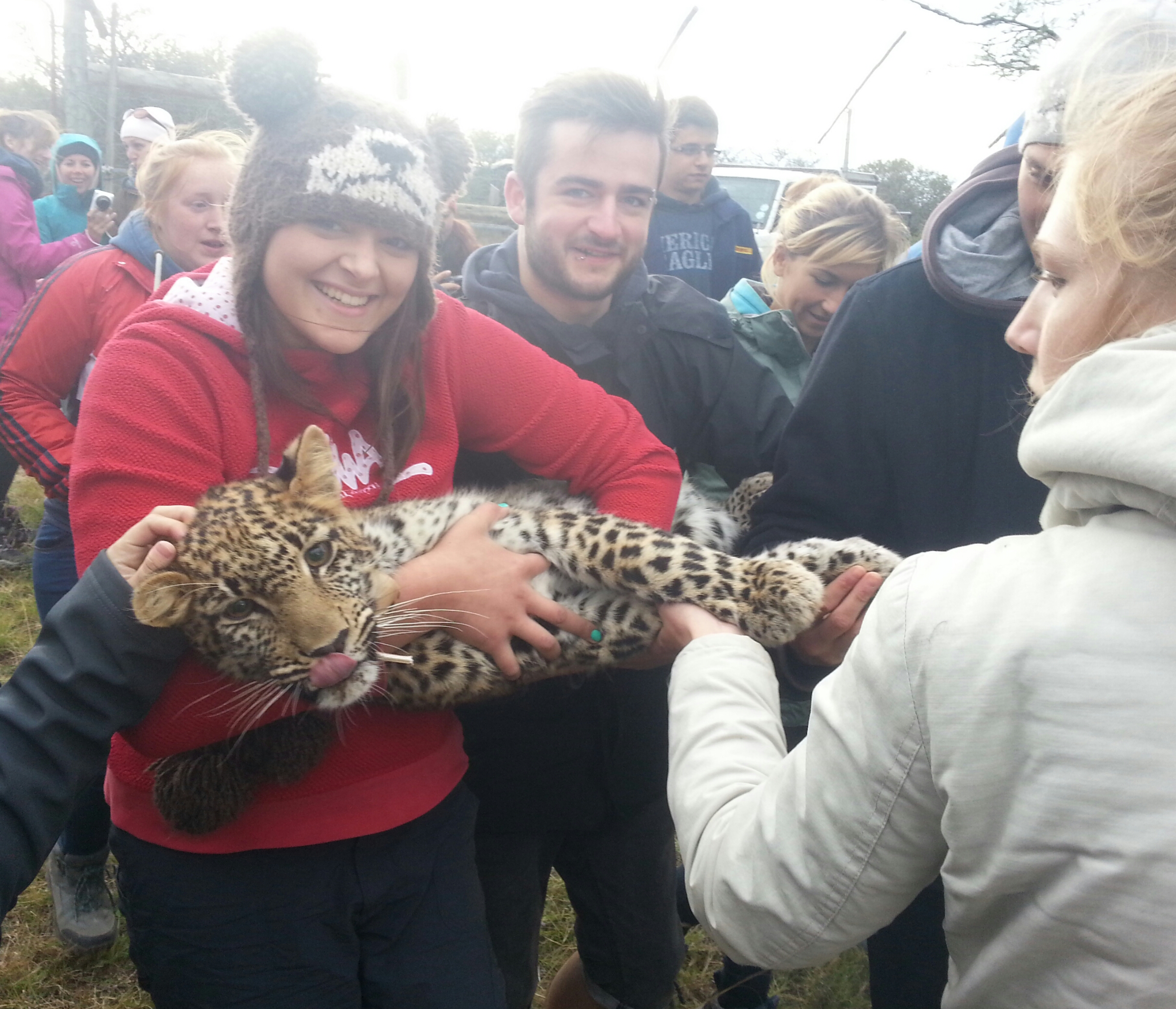 volunteers carry a big cat on its way to treatment