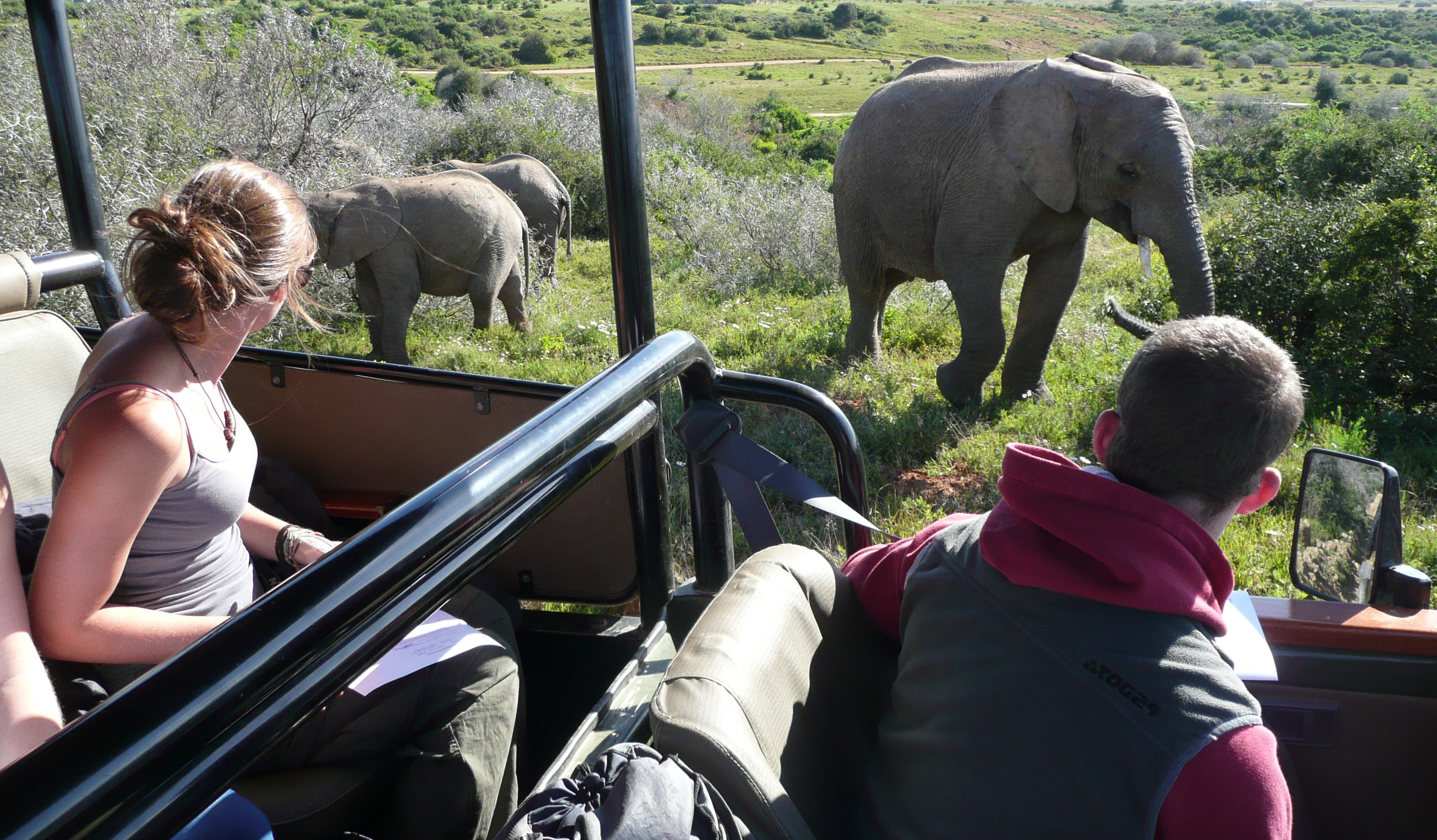Volunteers watch on as elephants approach their jeep