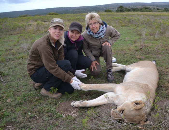A vet and volunteers at the Shamwari Game Reserve look after a lioness
