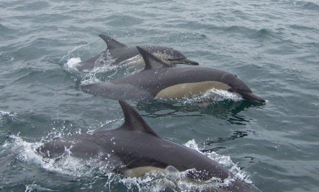 Dolphins enjoying the waters of South Africa