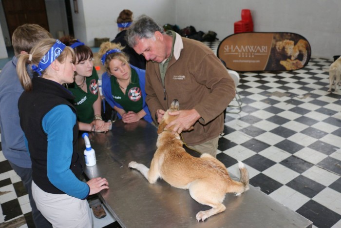 Gap Africa students work in the local community treating dogs