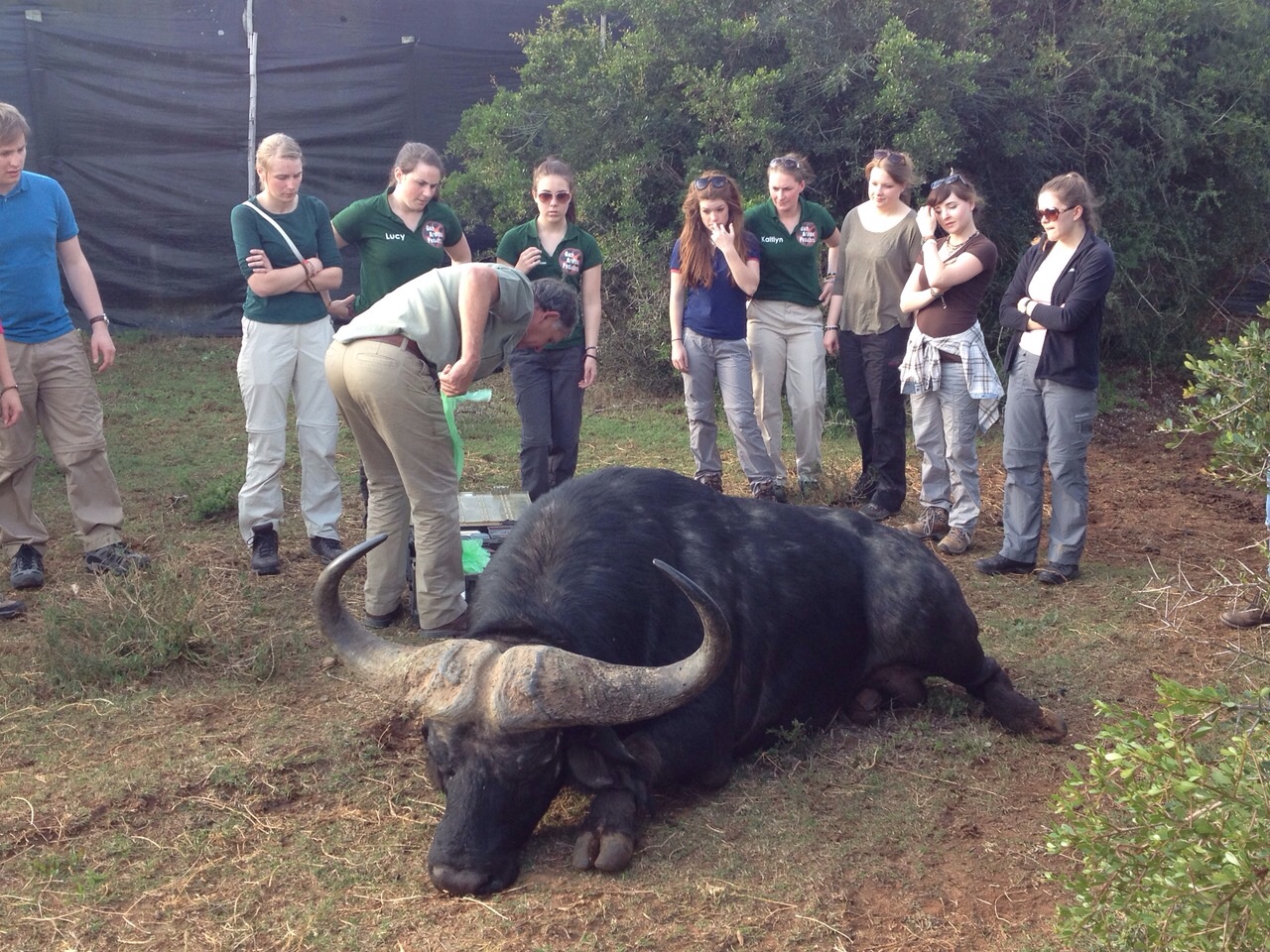 Gap Africa volunteers watch on as a vet treats a buffalo