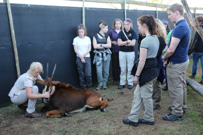 Volunteers listen as a vet explains some treatment on a sable