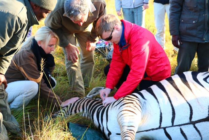 A volunteer helps to treat an injured zebra