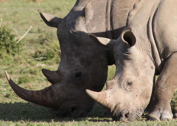 Just two of the rhinos that Cornwall College saw during their time at the Shamwari Conservation Experience