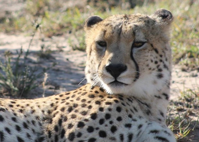 A cheetah taking a look up from his afternoon snooze in the sun