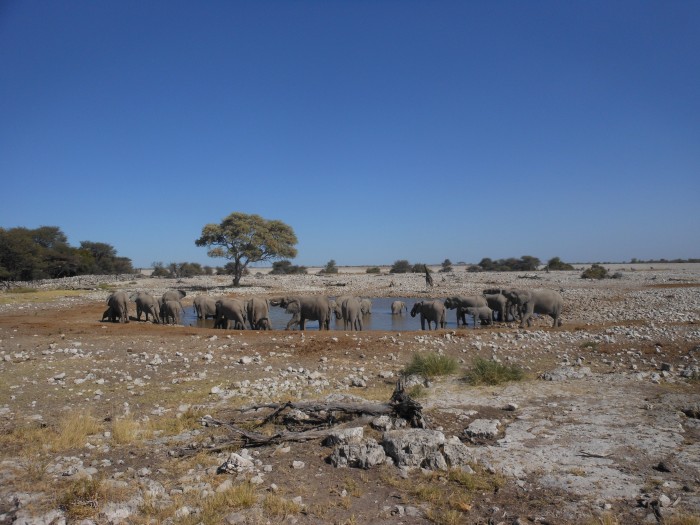 A group of elephants enjoying refreshments at a watering hole