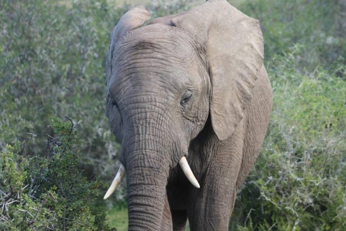 An elephant moving through the South African overgrowth