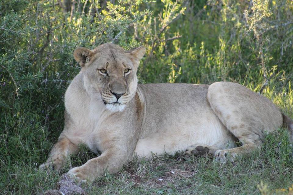 A lioness relaxing in the shade, spotted by the Cornwall College Gap Africa volunteers