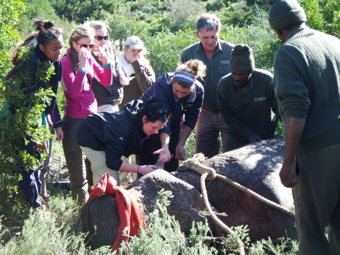 Veterinary students work with the Shamwari team to treat a hippo