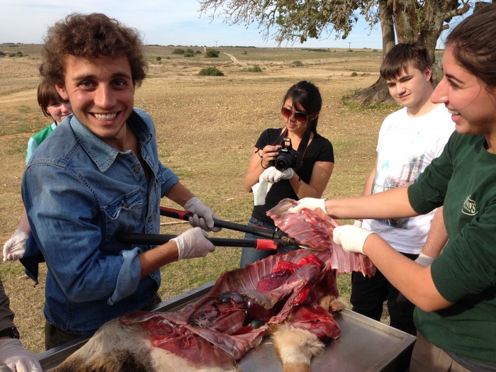 Volunteers carrying out a post mortem on a wild animal