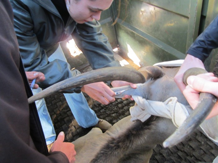 Veterinary student administering injection into ear of eland